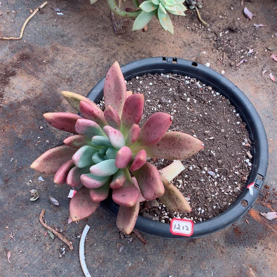 1212桃花源 一物一拍多肉