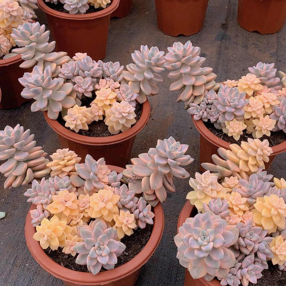 美杏锦22.8量拍多肉