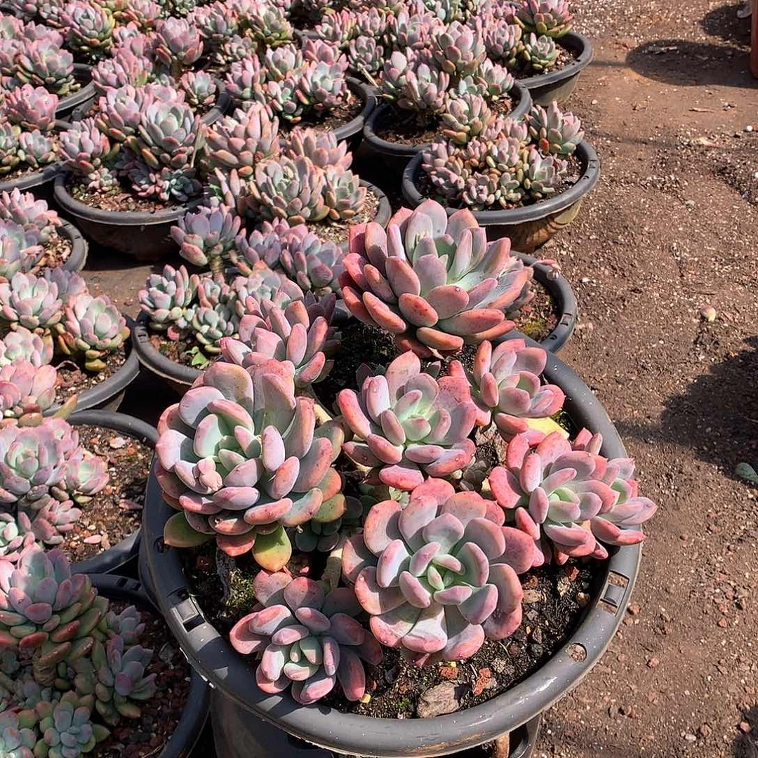 胖哥多肉推荐灰姑娘26:8