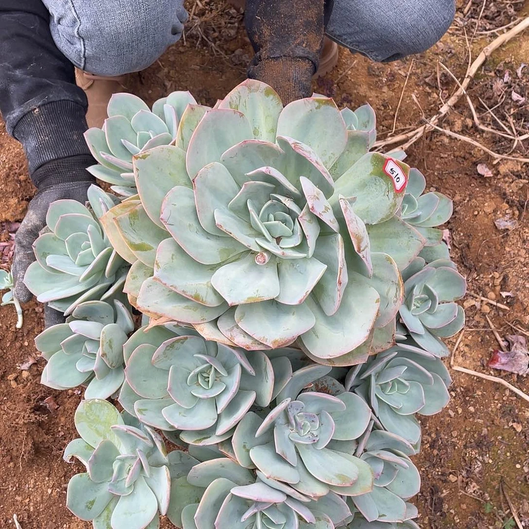 510 血凤 一物一拍多肉