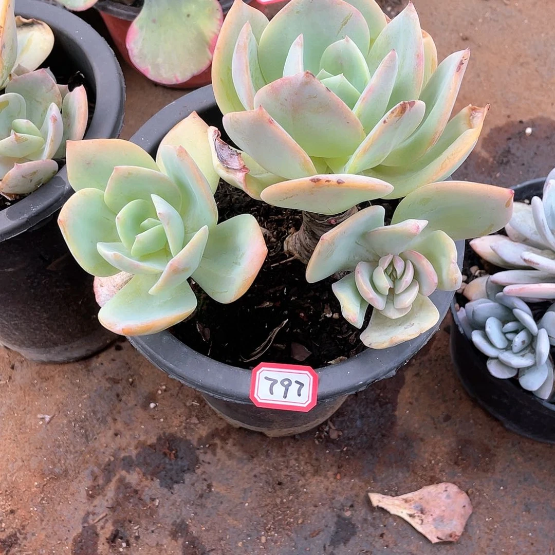 797白凤 一物一拍多肉