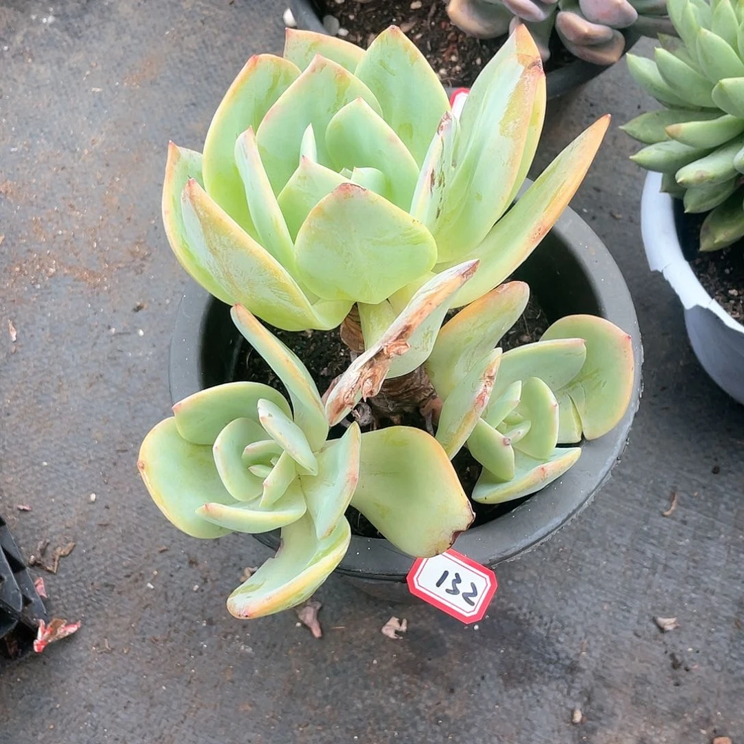 132白凤 一物一拍多肉