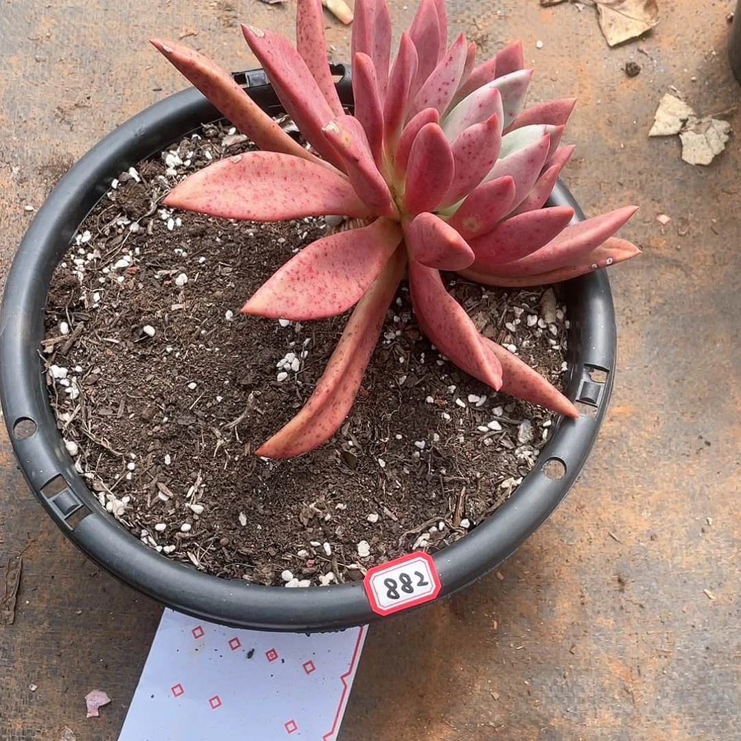 882桃花源 一物一拍多肉