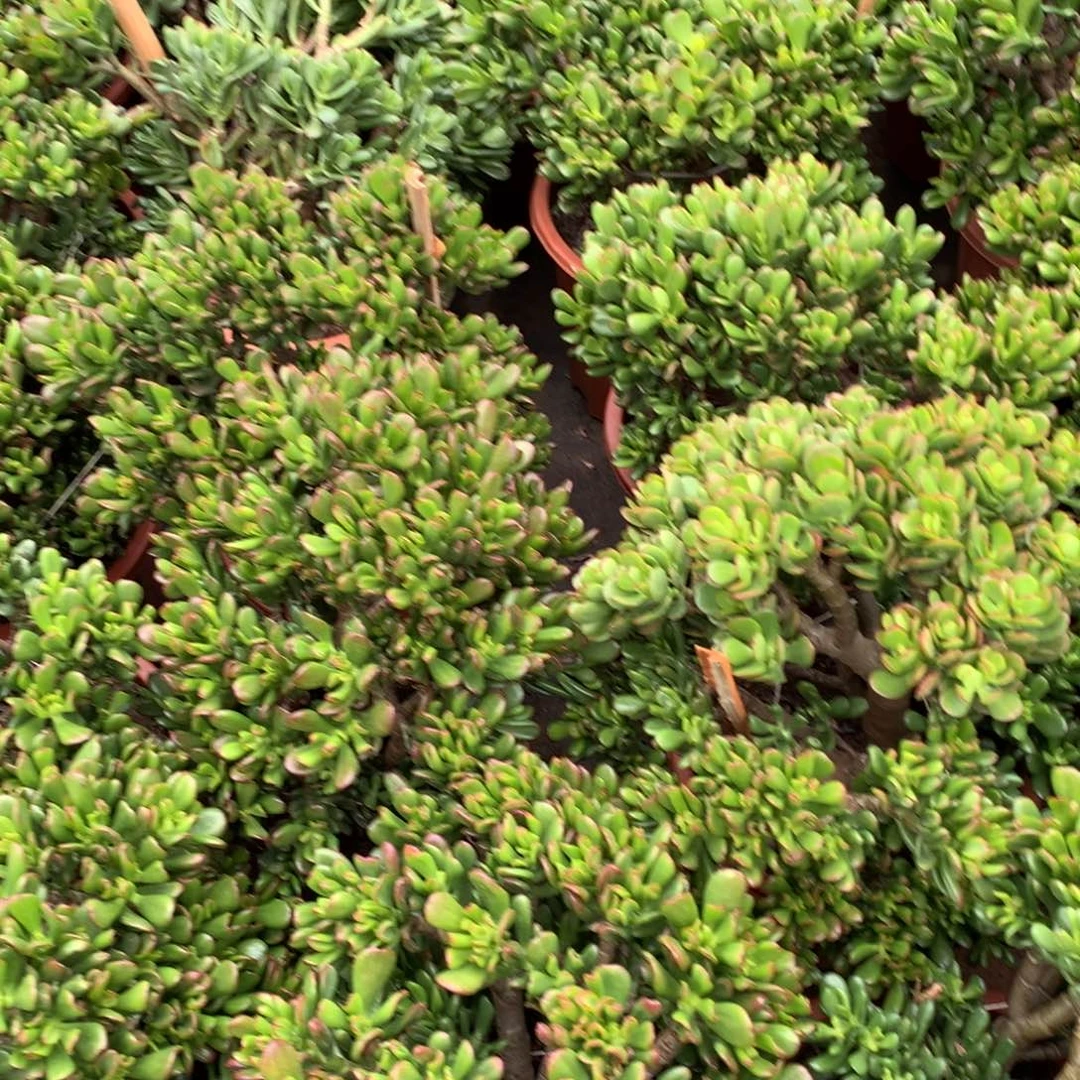 董*闹胖哥多肉推荐鲁氏石莲15.8