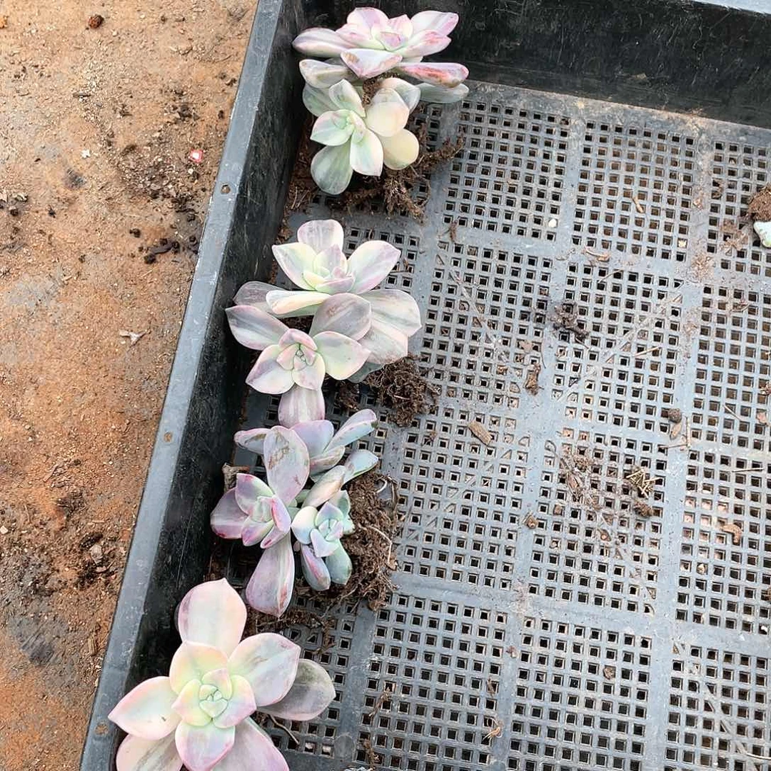 805紫乐锦9.9米 一颗 量拍