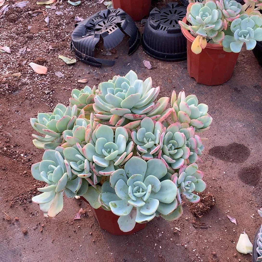 胖哥多肉推荐19.8白月光