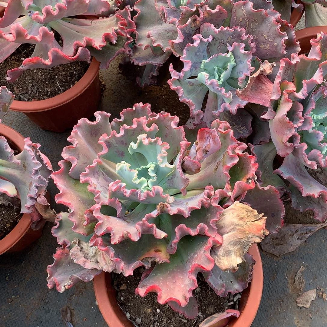 胖哥多肉推荐红珊瑚9.9