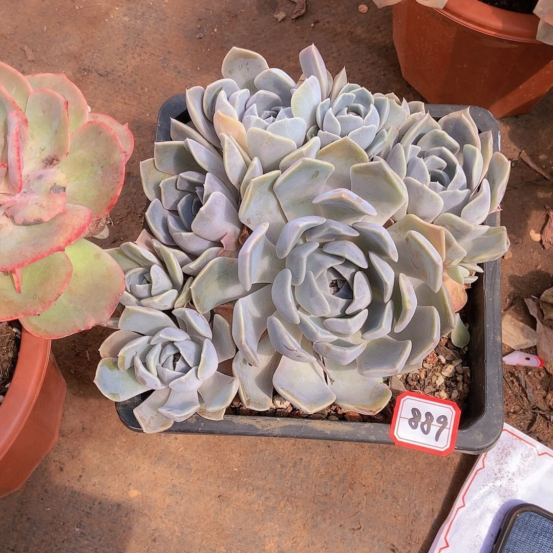 889汉堡一物一拍多肉