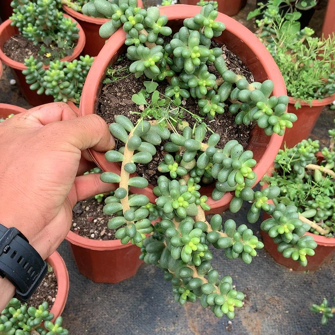 胖哥多肉推荐绿龟9.9