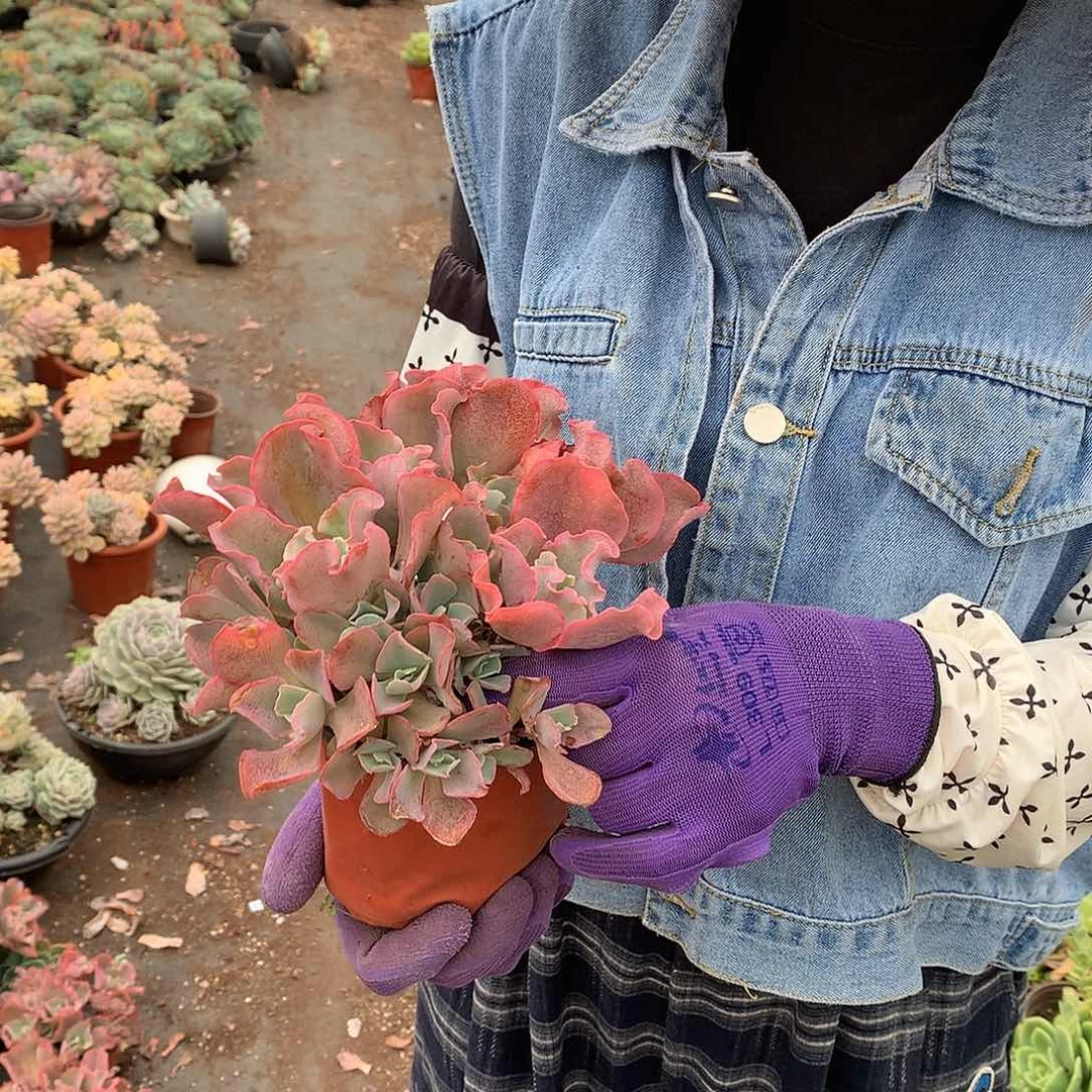 高沙缀9.9 胖哥多肉推荐