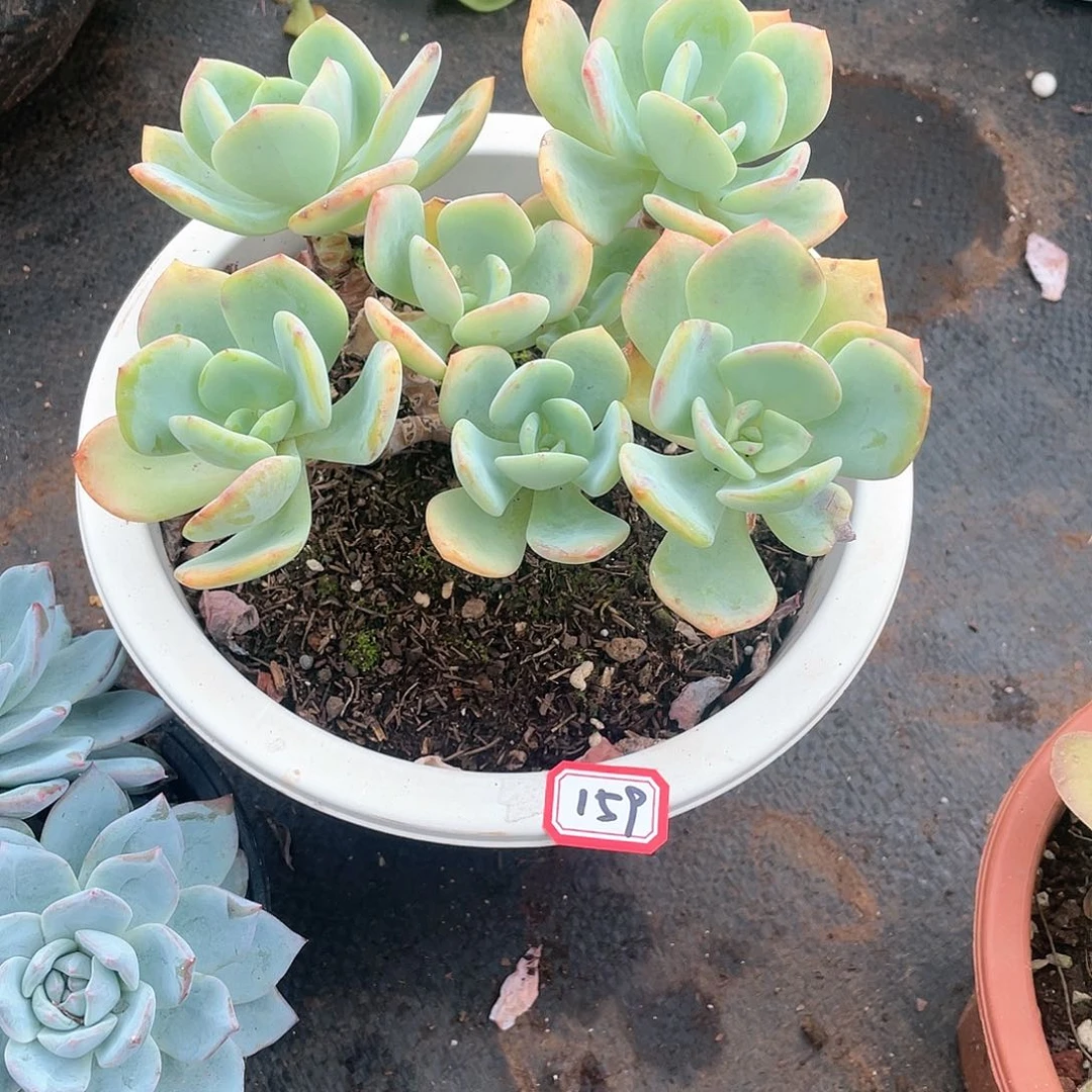159白月光 一物一拍多肉