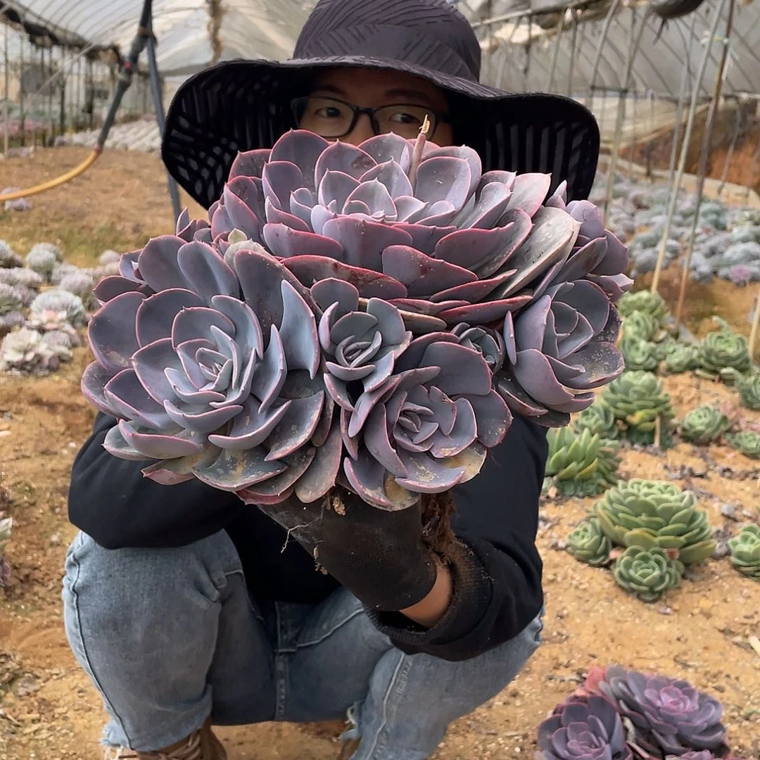 尘埃玫瑰49米 7头起发货