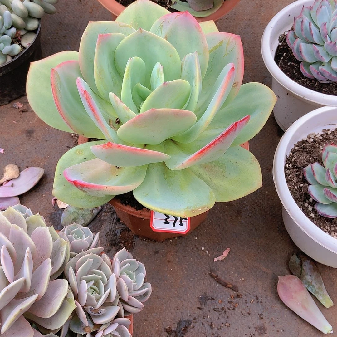 375雪风一物一拍多肉