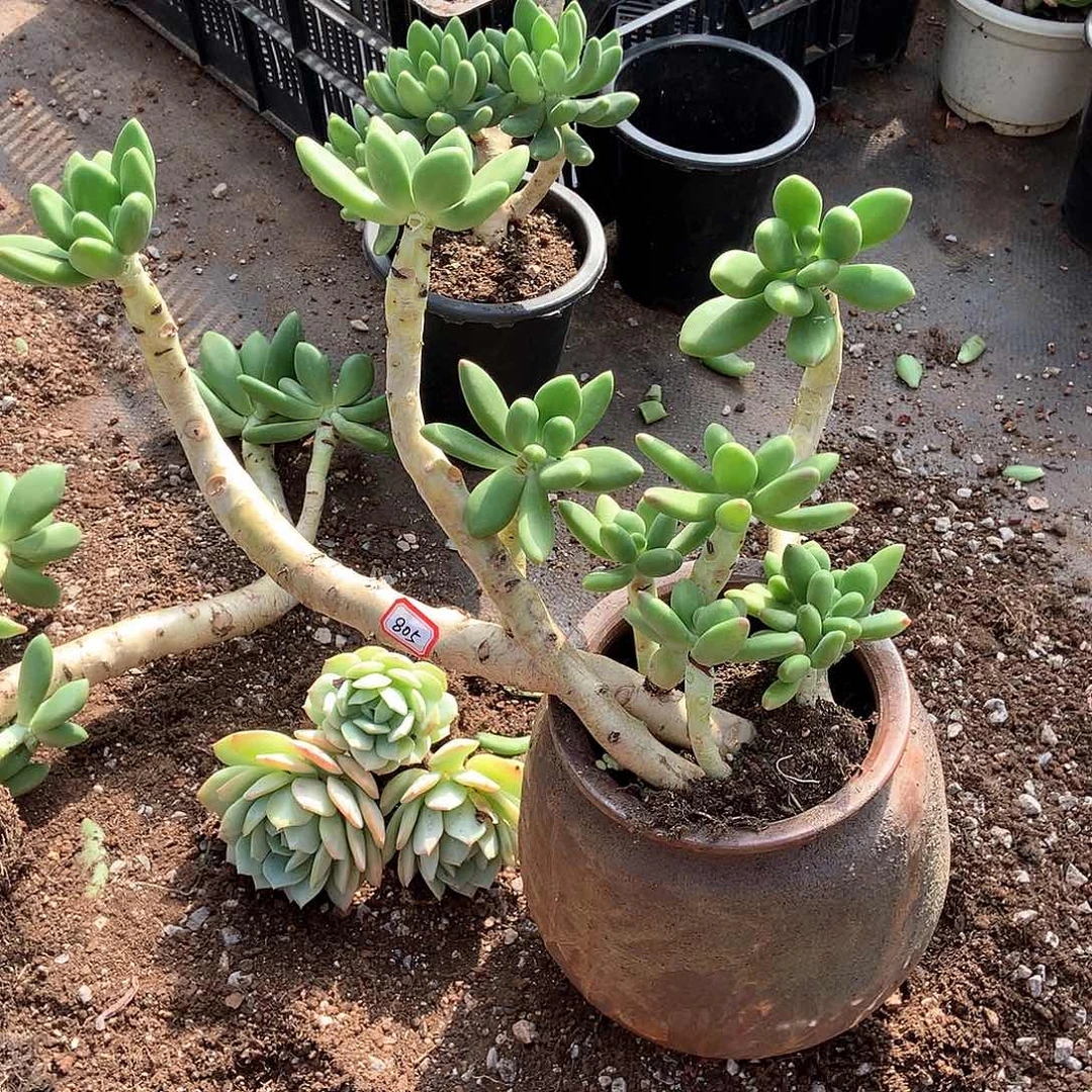 美****?胖哥多肉一物一拍805金蝉