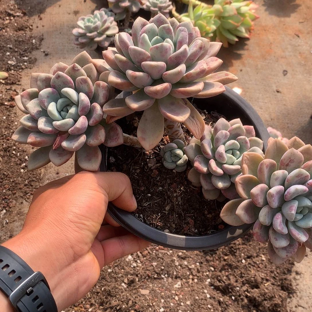 胖哥多肉推荐花瓣路15