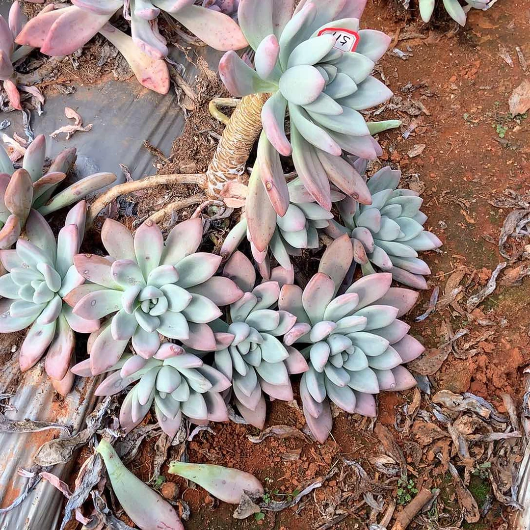 肉*肉胖哥多肉一物一拍地载奥普519