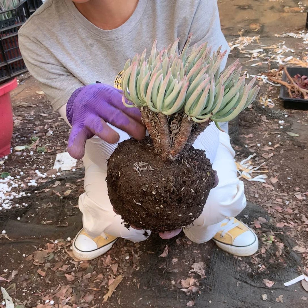艾杜丽丝9.9胖哥多肉推荐