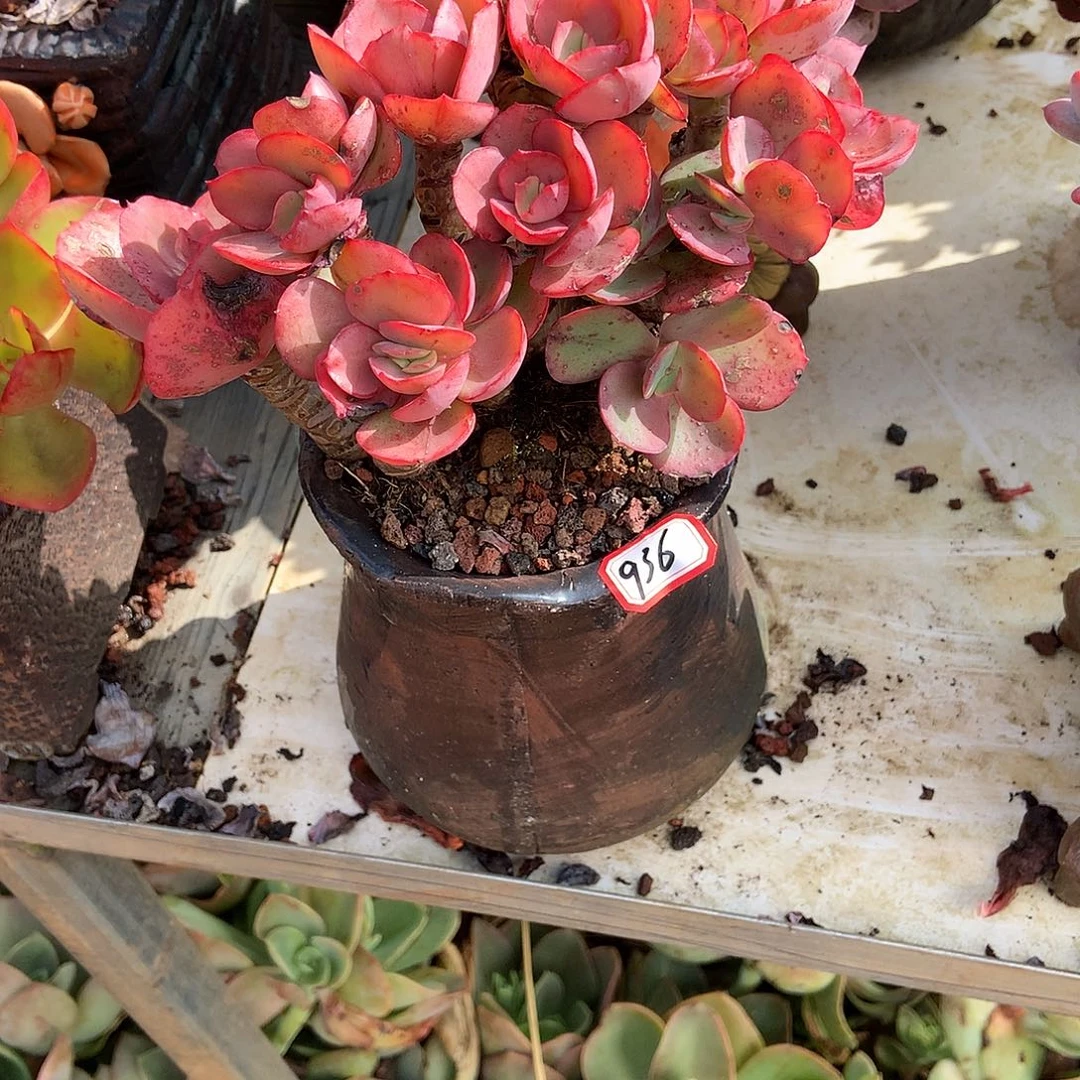 胖哥多肉一物一拍936秀妍