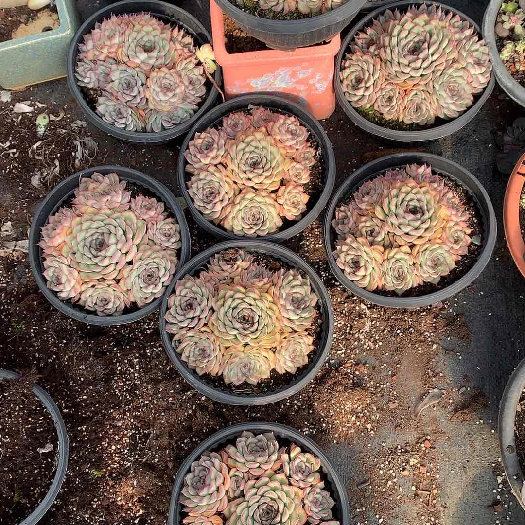 胖哥多肉推荐捧花猎户座19.8