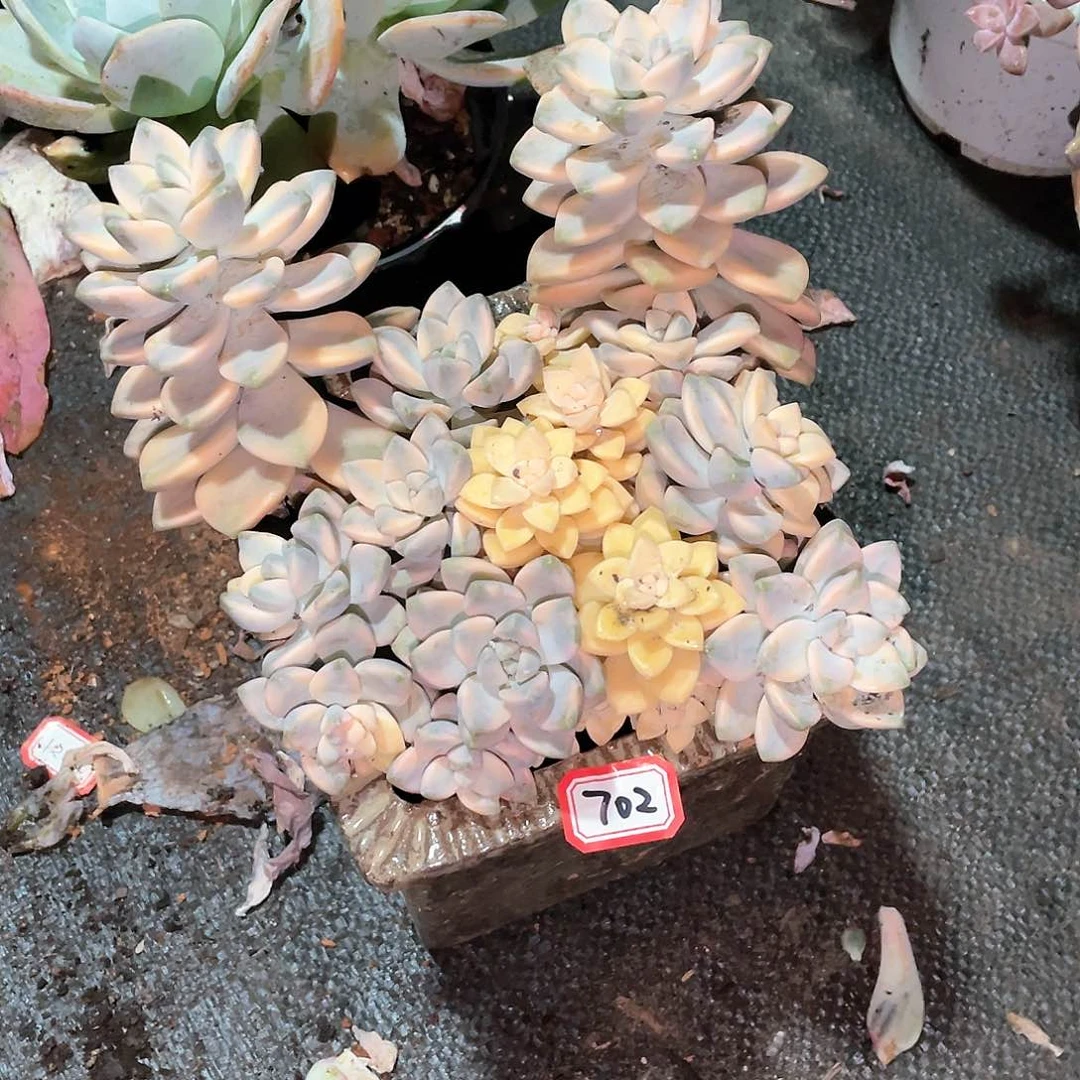 702美杏锦一物一拍多肉