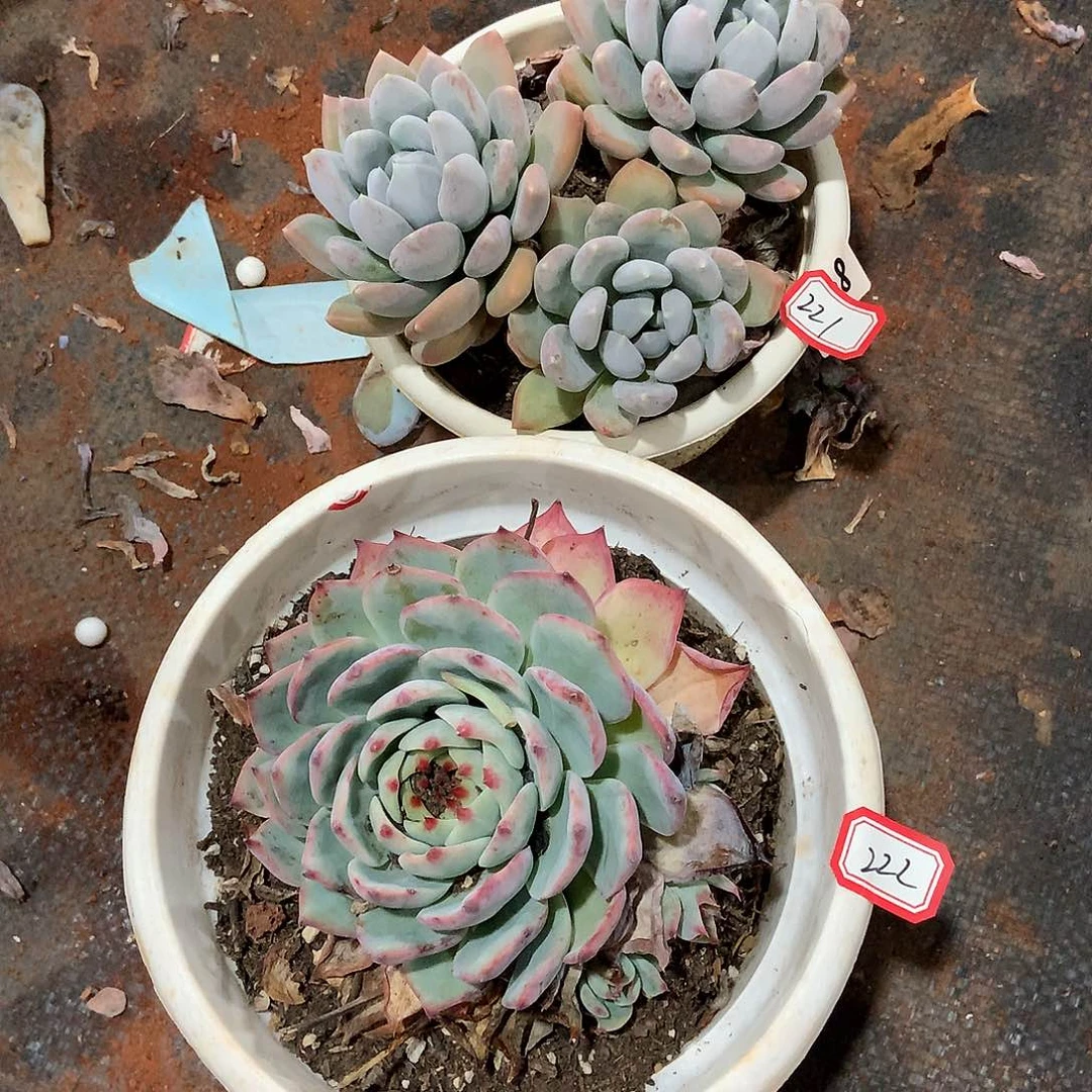 221➕222两颗 一物一拍多肉