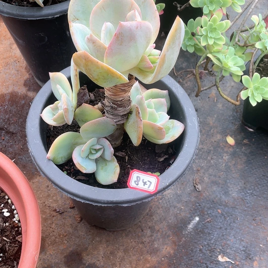 847白凤 一物一拍多肉
