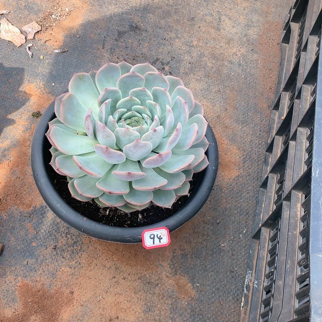 94皮卡丘 一物一拍多肉