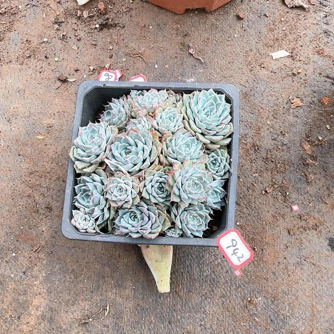 942海林娜 一物一拍多肉