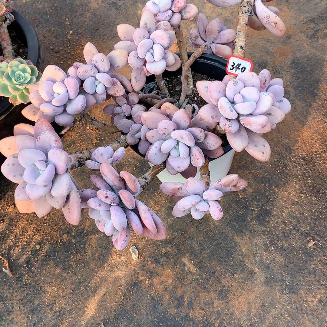 胖哥多肉一物一拍340桃霜