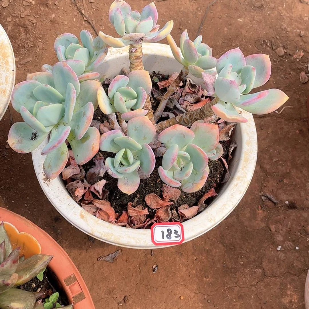 183白月光 一物一拍多肉