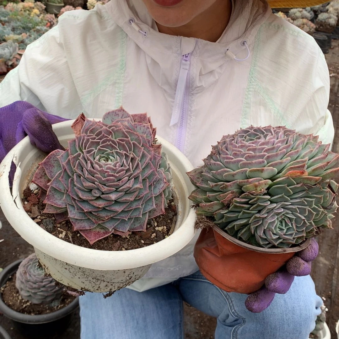 海琳娜2个10.8胖哥多肉推荐