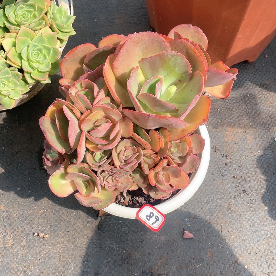 89秀妍 一物一拍多肉