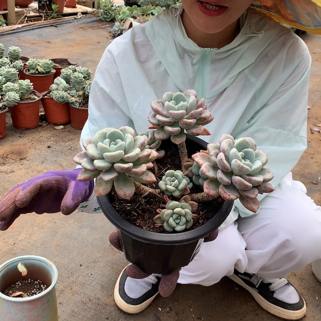 胖哥多肉推荐花瓣路15.8