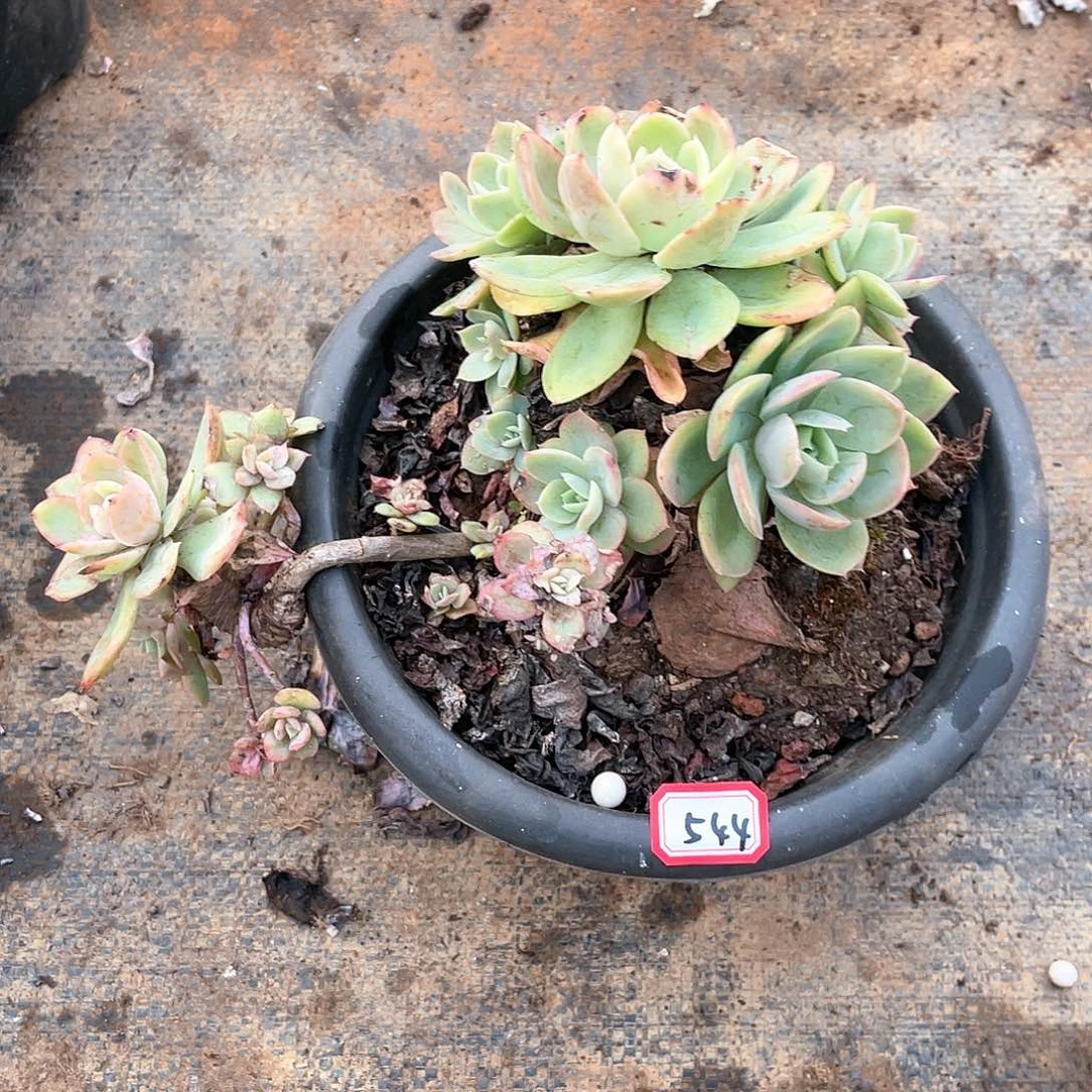 545丝绸 一物一拍多肉
