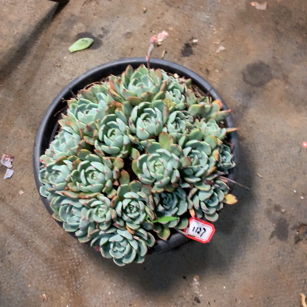 一物一拍多肉 1127娜娜