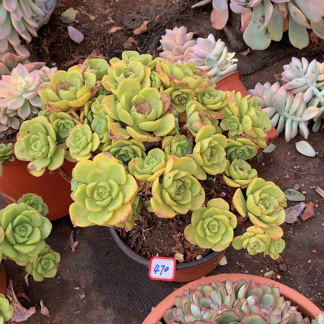470百合丽丽一物一拍多肉