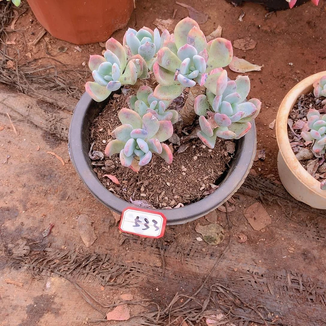 533灰姑娘 一物一拍多肉