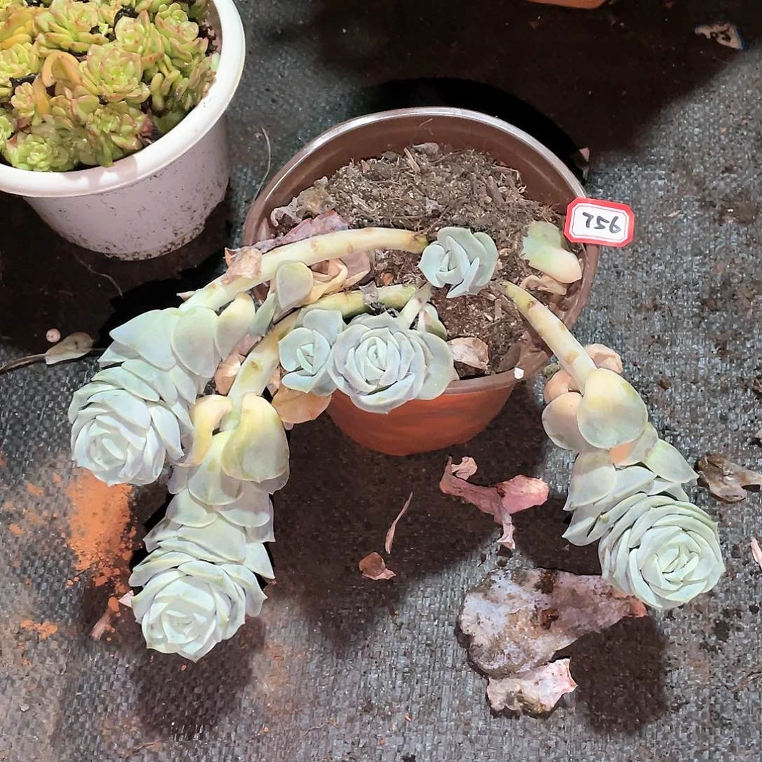 756可爱玫瑰 一物一拍多肉