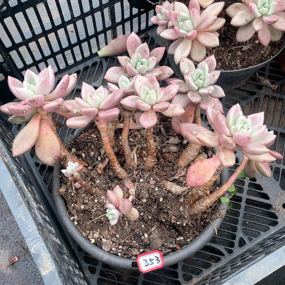 353桃花源 一物一拍多肉