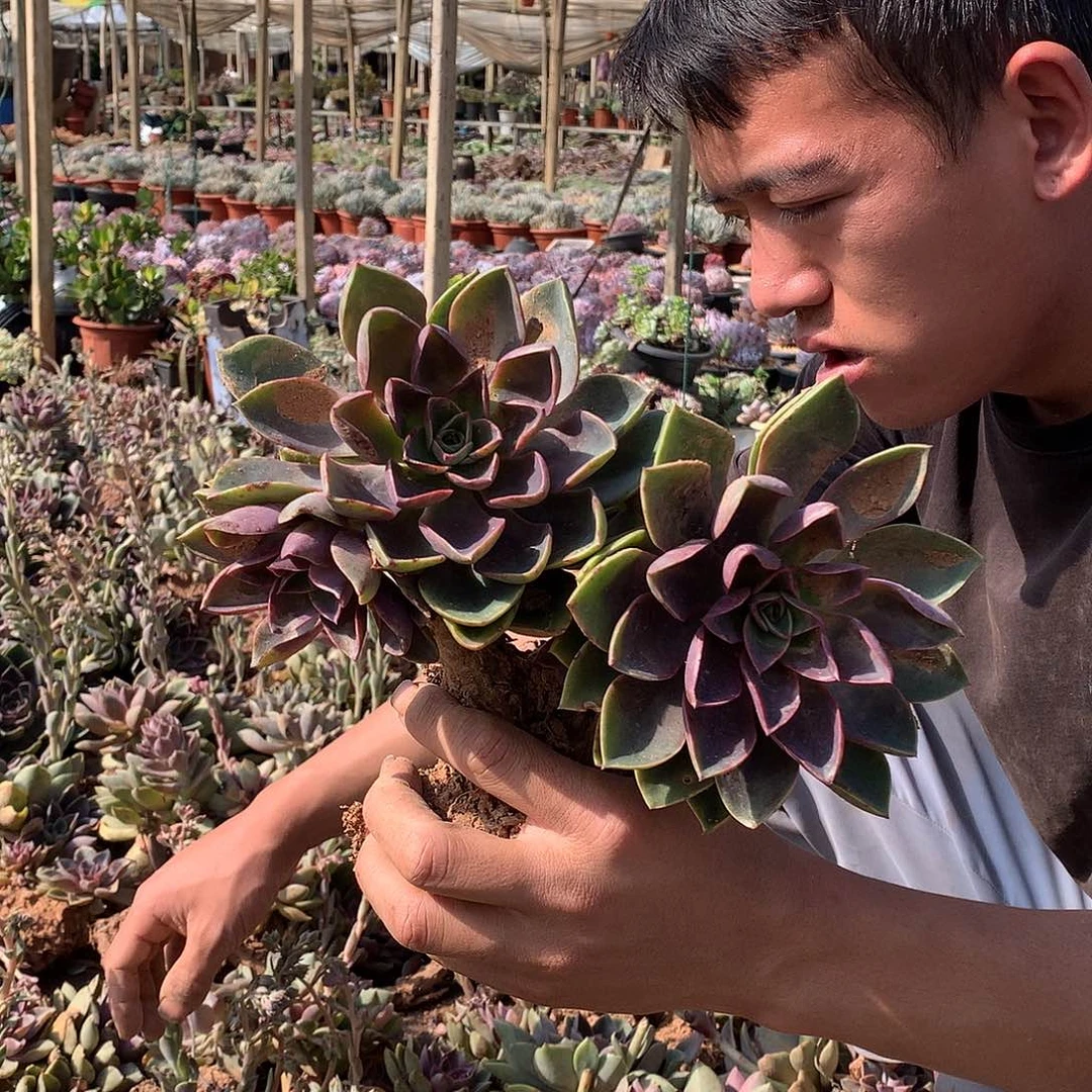 胖哥多肉推荐 3头起琼斯9.9