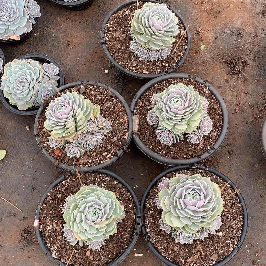 胖哥多肉推荐露娜莲22.8