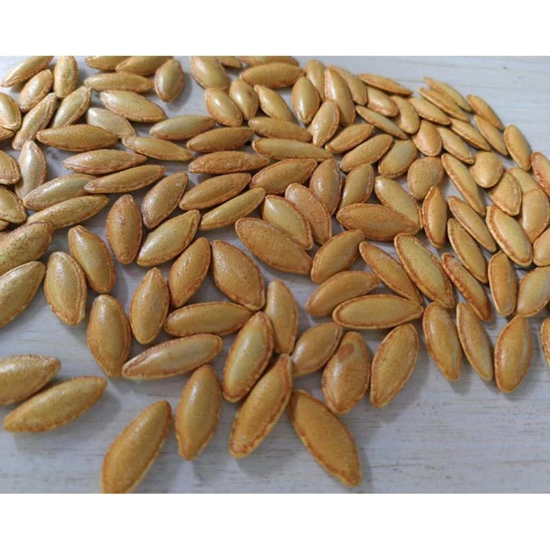 新货长粒美人甲型椒盐美指甲型南瓜子颗粒饱满休闲零食厂家价