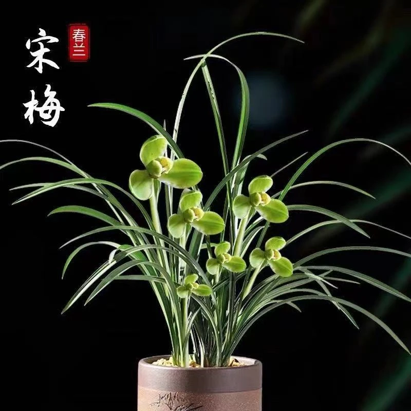 细叶春兰宋梅老八种开花浓香型好养兰花苗花卉四季兰客厅盆栽