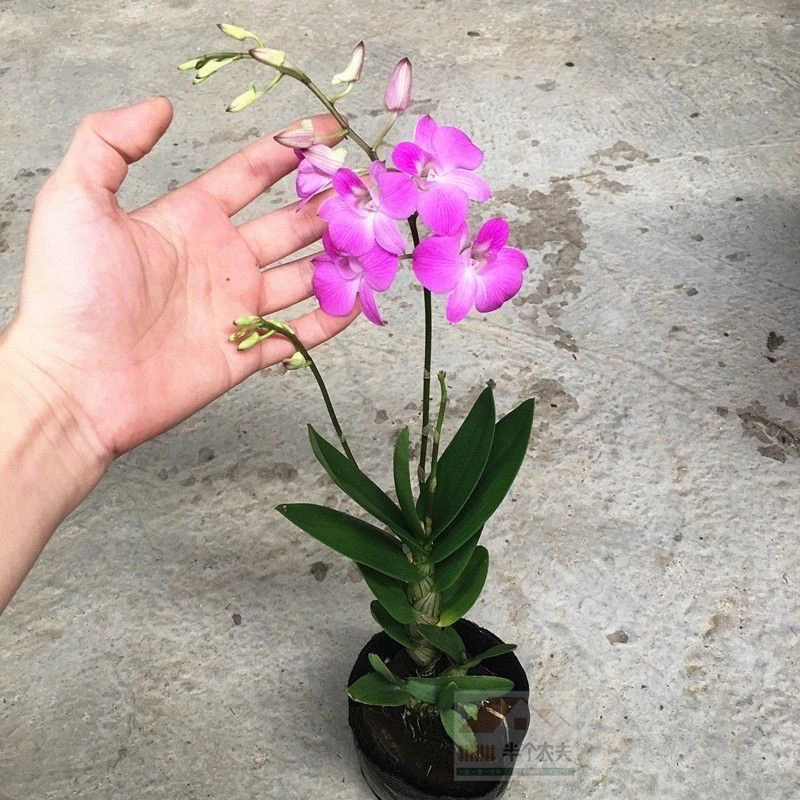 下个月来花苞 漂亮 粉色泼墨石斛 室内盆栽花卉绿植