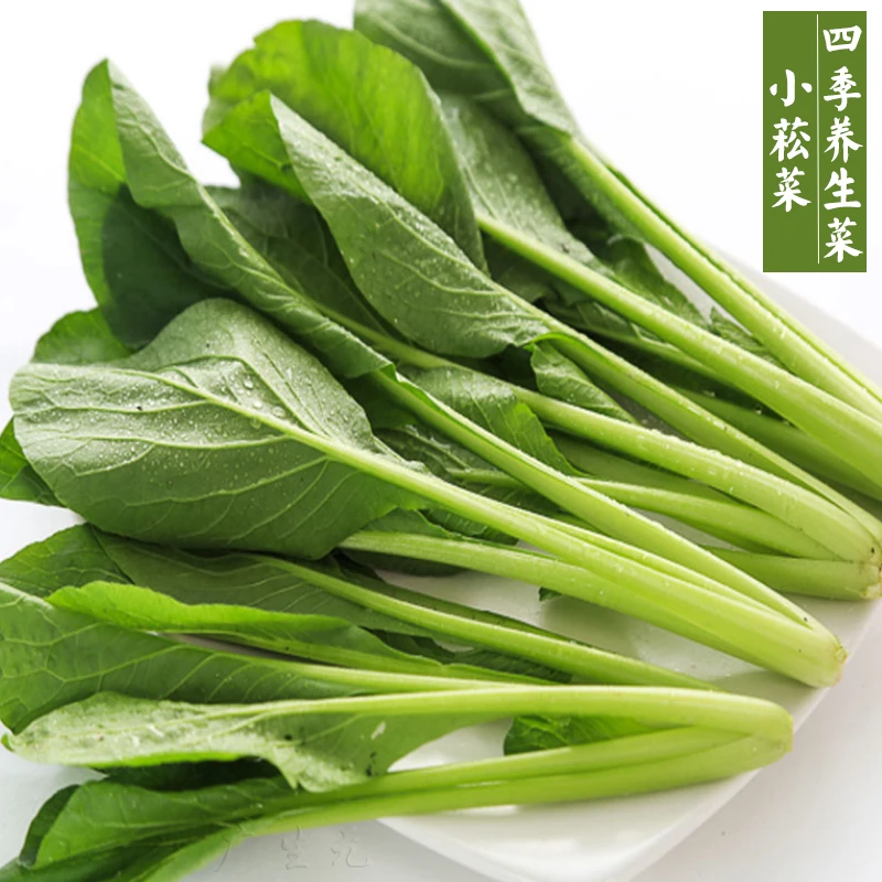 小菘菜种子青菜种籽盆栽春季蔬菜种孑耐热小白菜脆甜黑绿菜椭圆形