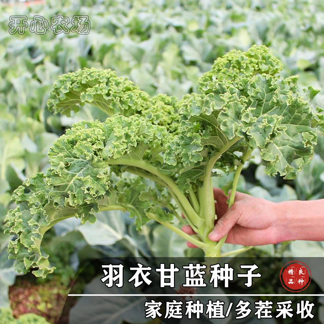 羽衣甘蓝种子家庭阳台小院种植盆栽地栽蔬菜种子