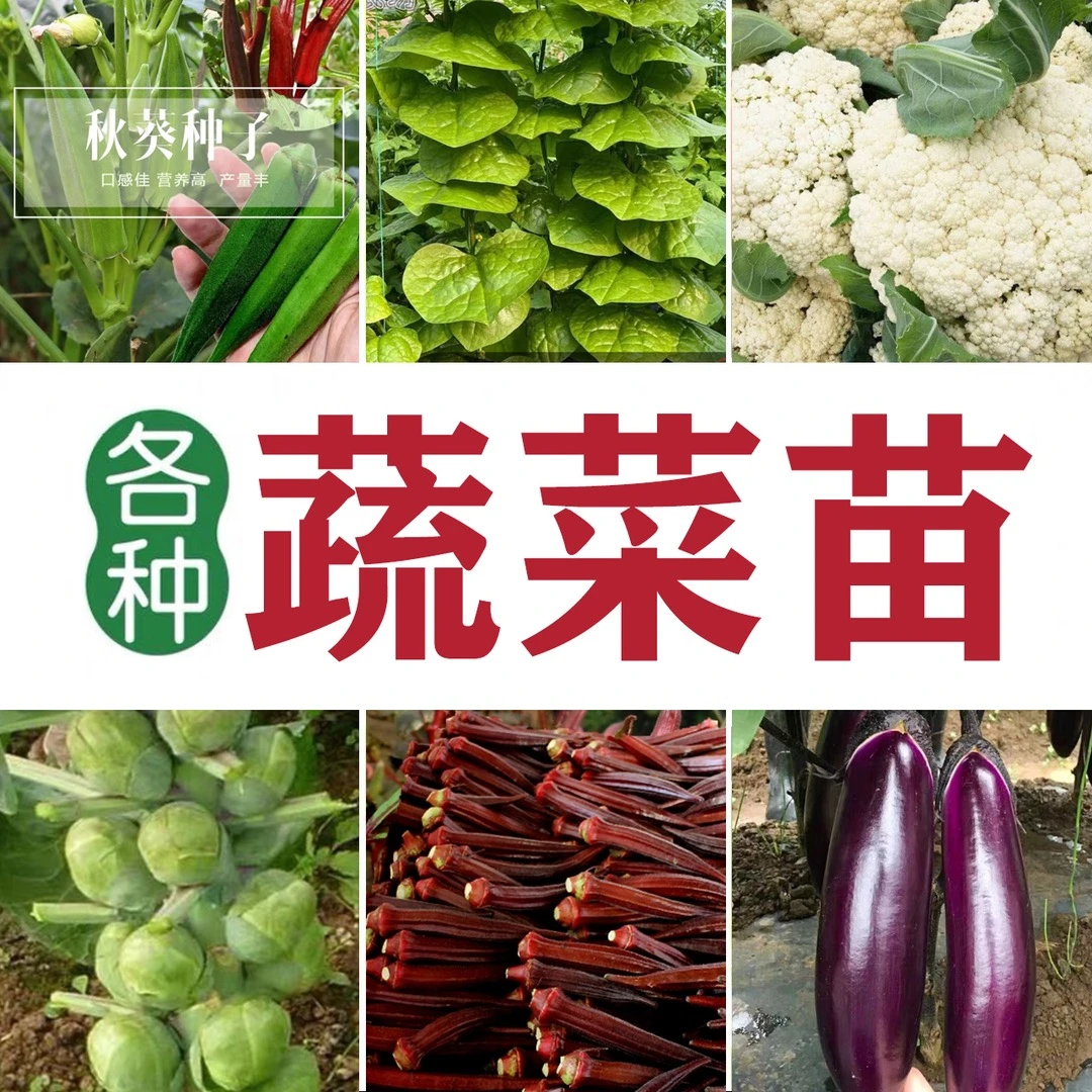 （直播专属）各类叶菜苗 甘蓝 茄子 豆类 秋葵苗阳台小院