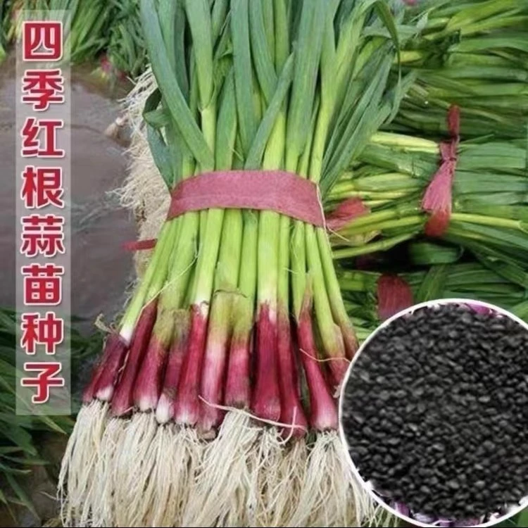 红根蒜苗种子香辣口感好四季阳台小院种植简单栽培