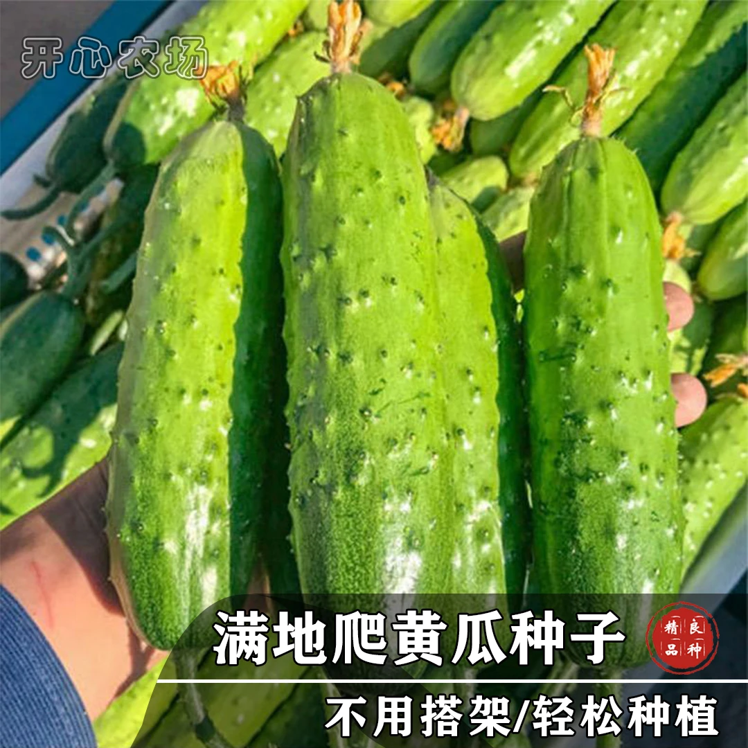 地爬水果黄瓜种子夏季简单蔬菜春季耐热高产旱黄瓜浇水
