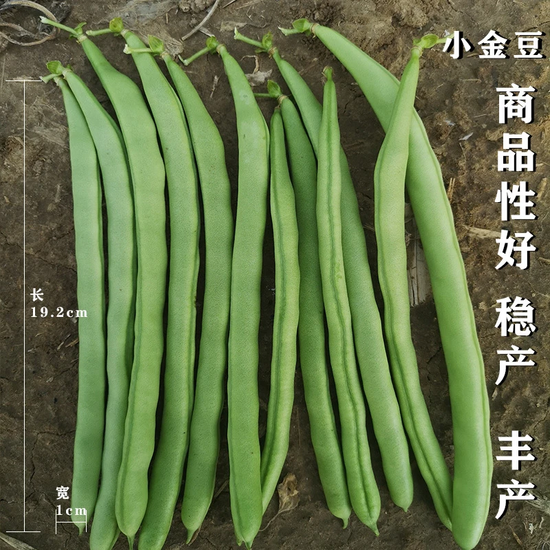 小金豆种子早春菜种青豌豆种籽豆蔬菜孑农用豆角籽种简单播种催芽